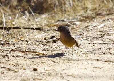 Wrentit