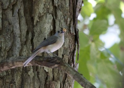 Carolina Chickadee
