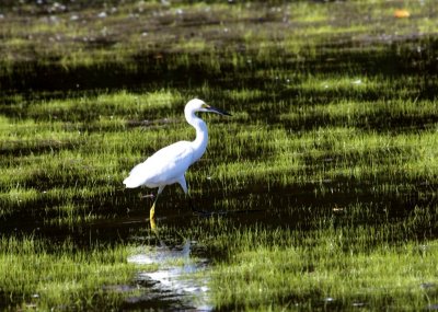 Snowy Egret