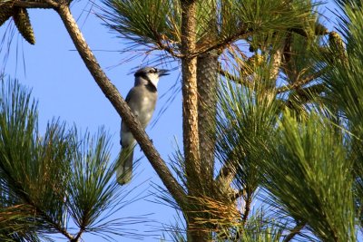 Blue Jay