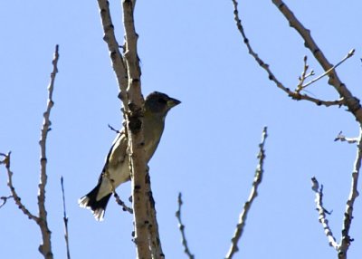 Evening Grosbeak