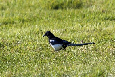 Black-billed Magpie-Jay 