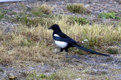 Black-billed Magpie-Jay 