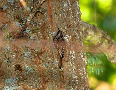 Brown Creeper