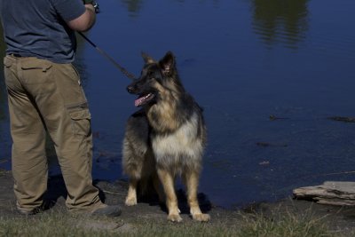 German Shepherd
