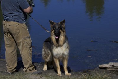 German Shepherd