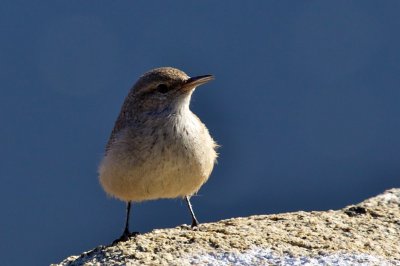 Rock Wren