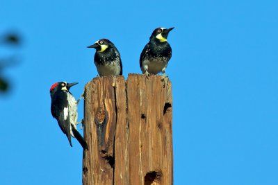 Acorn Woodpecker