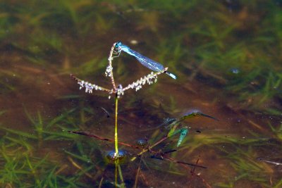 Vivid Dancer-damselfly