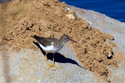 Spotted Sandpiper