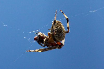 Orb Weaver