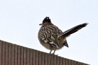 Greater Roadrunner