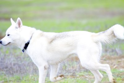 White German Shepard