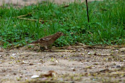 Chestnut-collared Longspur