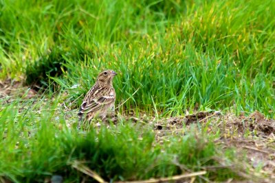 Chestnut-collared Longspur