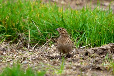 Chestnut-collared Longspur