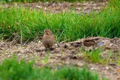 Chestnut-collared Longspur