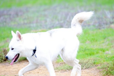 White German Shepard