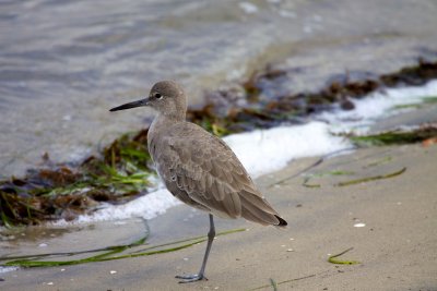 Willet