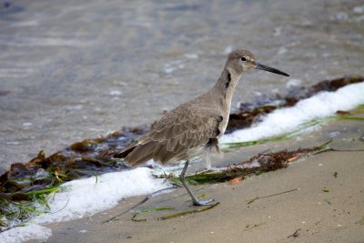 Short-billed Dowitcher