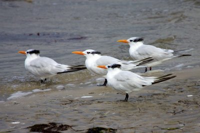 Royal Terns