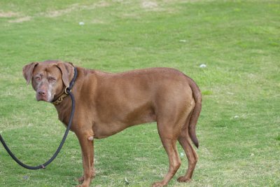 Chocolate Lab