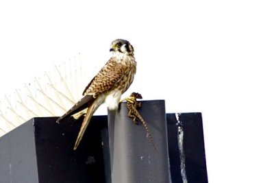 American Kestrel