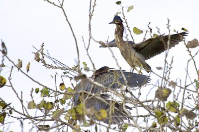 Green Heron