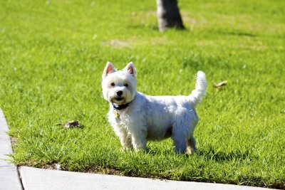 West Highland White Terrier