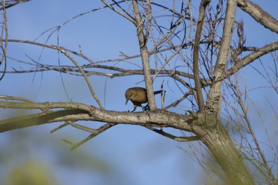 Great-tailed  Grackle