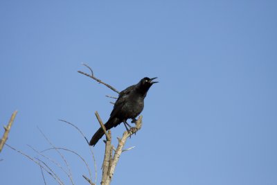Great-tailed  Grackle