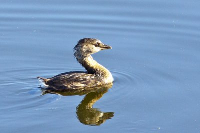Pied-billed Grebe