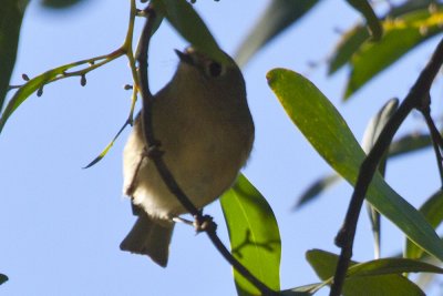 Orange-crowned Warbler 