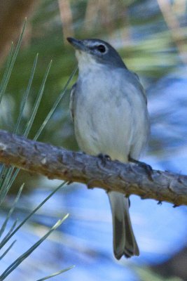 Plumbeous Vireo