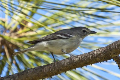 Plumbeous Vireo