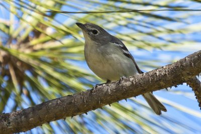 Plumbeous Vireo