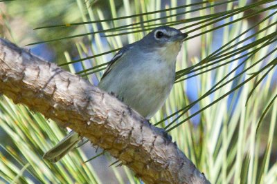 Plumbeous Vireo
