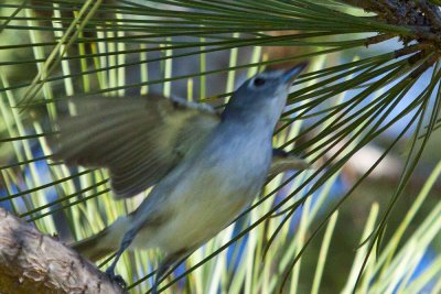 Plumbeous Vireo