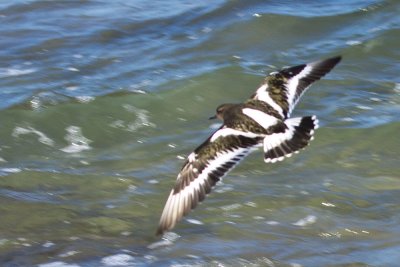 Ruddy Turnstone