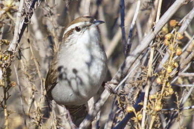 Bewick's Wren