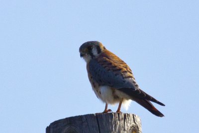 American Kestrel