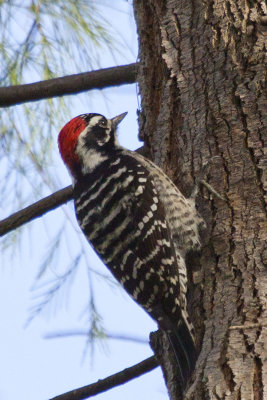 Nuttall's Woodpecker