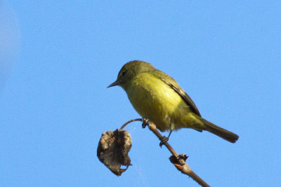 Orange-crowned Warbler 