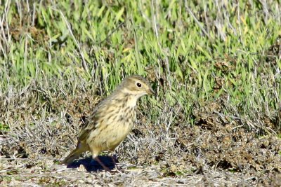 American Pipit
