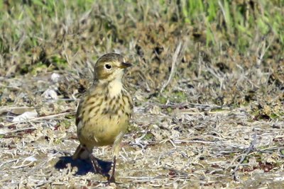 American Pipit