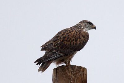 Ferruginous Hawk