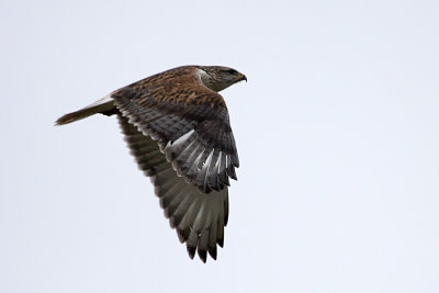 Ferruginous Hawk