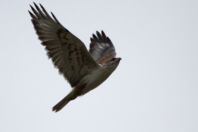 Ferruginous Hawk
