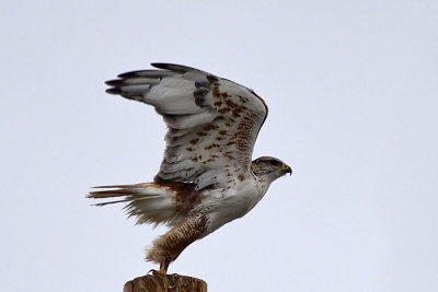 Ferruginous Hawk