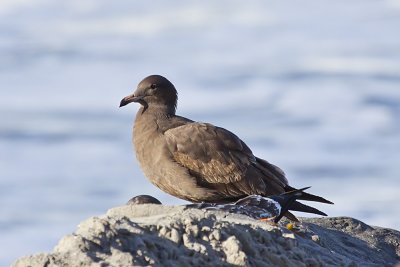 Herrmann's Gull